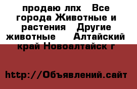 продаю лпх - Все города Животные и растения » Другие животные   . Алтайский край,Новоалтайск г.